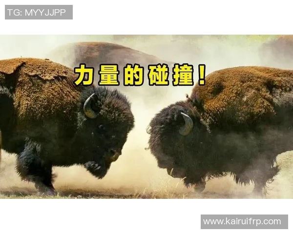 上海排球队的速度之谜：一场关于力量与技巧的巅峰对决